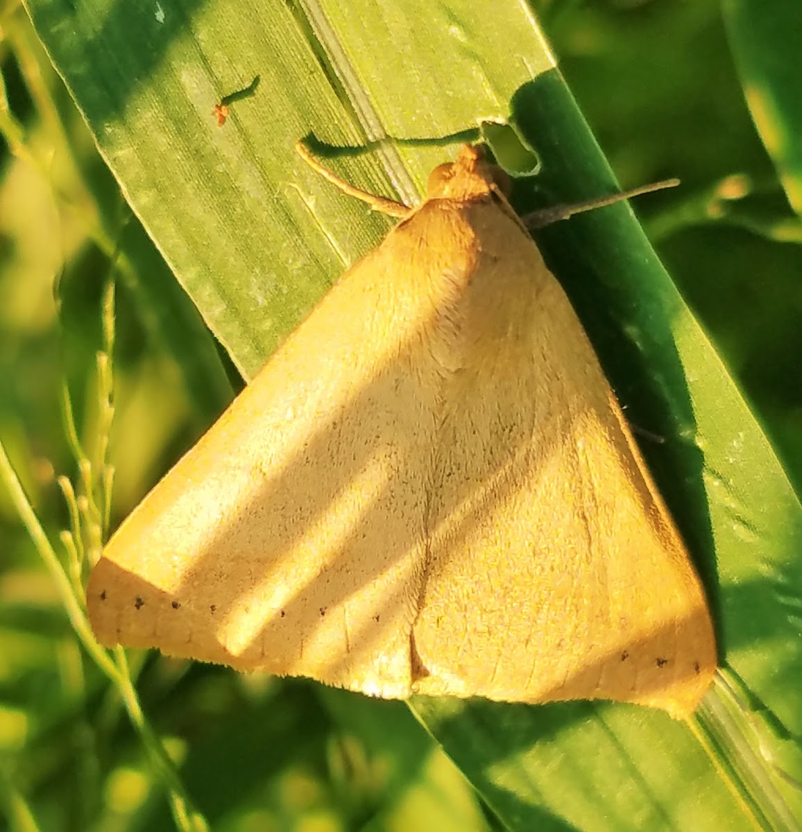 Yellow mocis moth