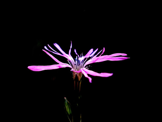 Lonely flower di Martina Sartor