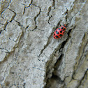 Spotted Lady Beetle