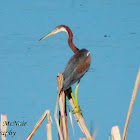 Tricolored Heron