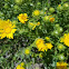 Gumweed