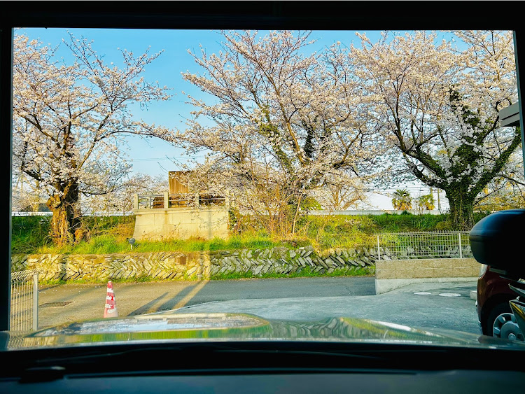 レガシィツーリングワゴンの桜と愛車・サクラと愛車・4月もよろしくお願い致します🌸・桜終い・夕日に輝くあなたの愛車に関するカスタム事例の投稿画像2枚目