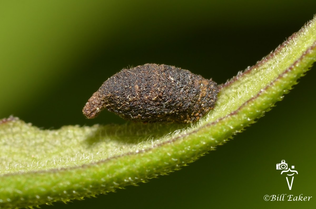 Warty Leaf Beetle Larva