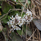 Alpine Penny-Cress