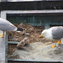 Yellow-legged Gull with chicks