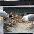 Yellow-legged Gull with chicks