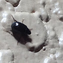 Hister Beetle