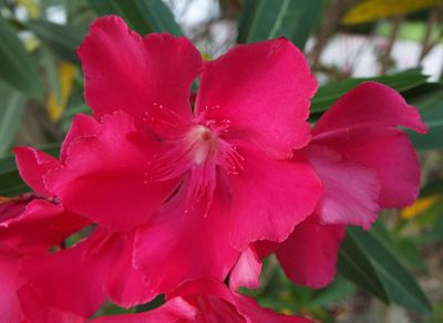 Oleander