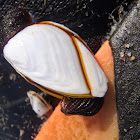 Gooseneck barnacle. Pie de cabra