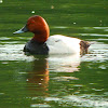 Common Pochard