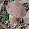 Lilac-brown Bolete