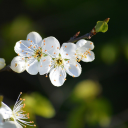 White plum blossoms