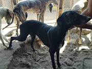 Some of the greyhounds that were rescued by the NSPCA from a property in Mahikeng on Tuesday.