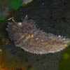 Common Gray Sea Slug