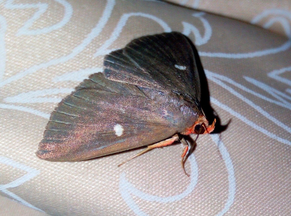 Calesia Moth