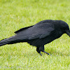 Carrion Crow