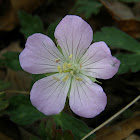 Wild Geranium