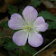 Wild Geranium