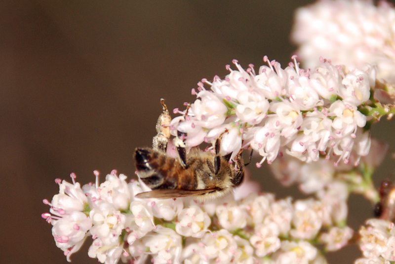 European honey bee