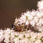 European honey bee