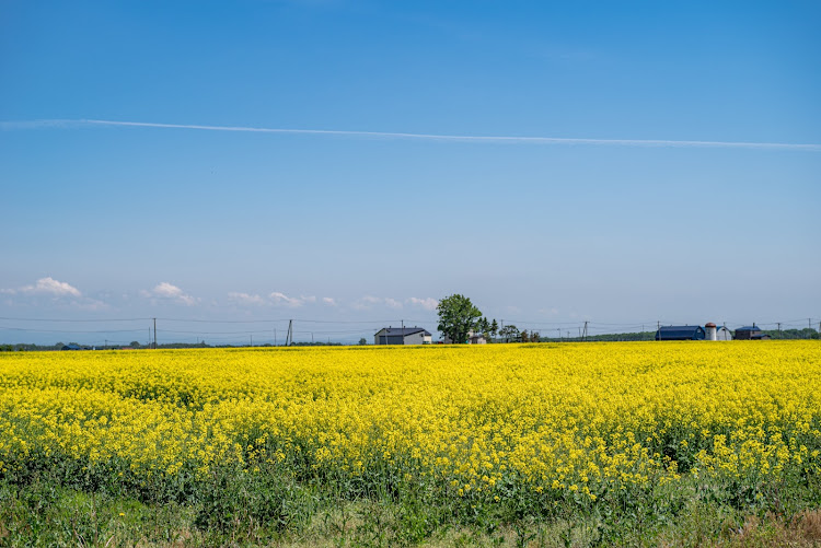 レヴォーグのPENTAX K-1MarkⅡ撮影・風景と愛車・菜の花と愛車・新篠津村に関するカスタム事例の投稿画像5枚目