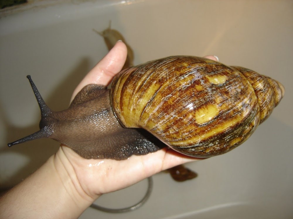 Achatina achatina, o caracol terrestre gigante