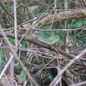 Emma Gray's Forest Lizard