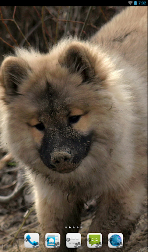 Eurasier Theme- Nova ADW GO