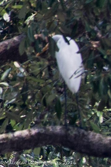 Great Egret