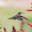 Broad Tailed Hummingbird