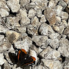 red admiral butterfly