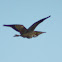 American Bittern