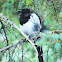 Black-billed Magpie