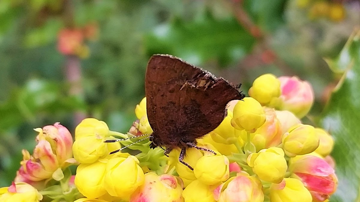 Western brown elfin