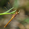 Libélula (keeled skimmer)