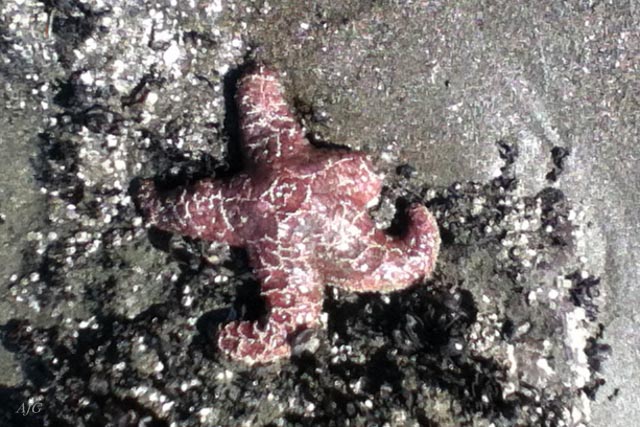 ochre sea star