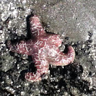 ochre sea star