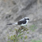 Grey-backed Fiscal Shrike