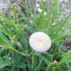 Small pleated inkcap mushroom