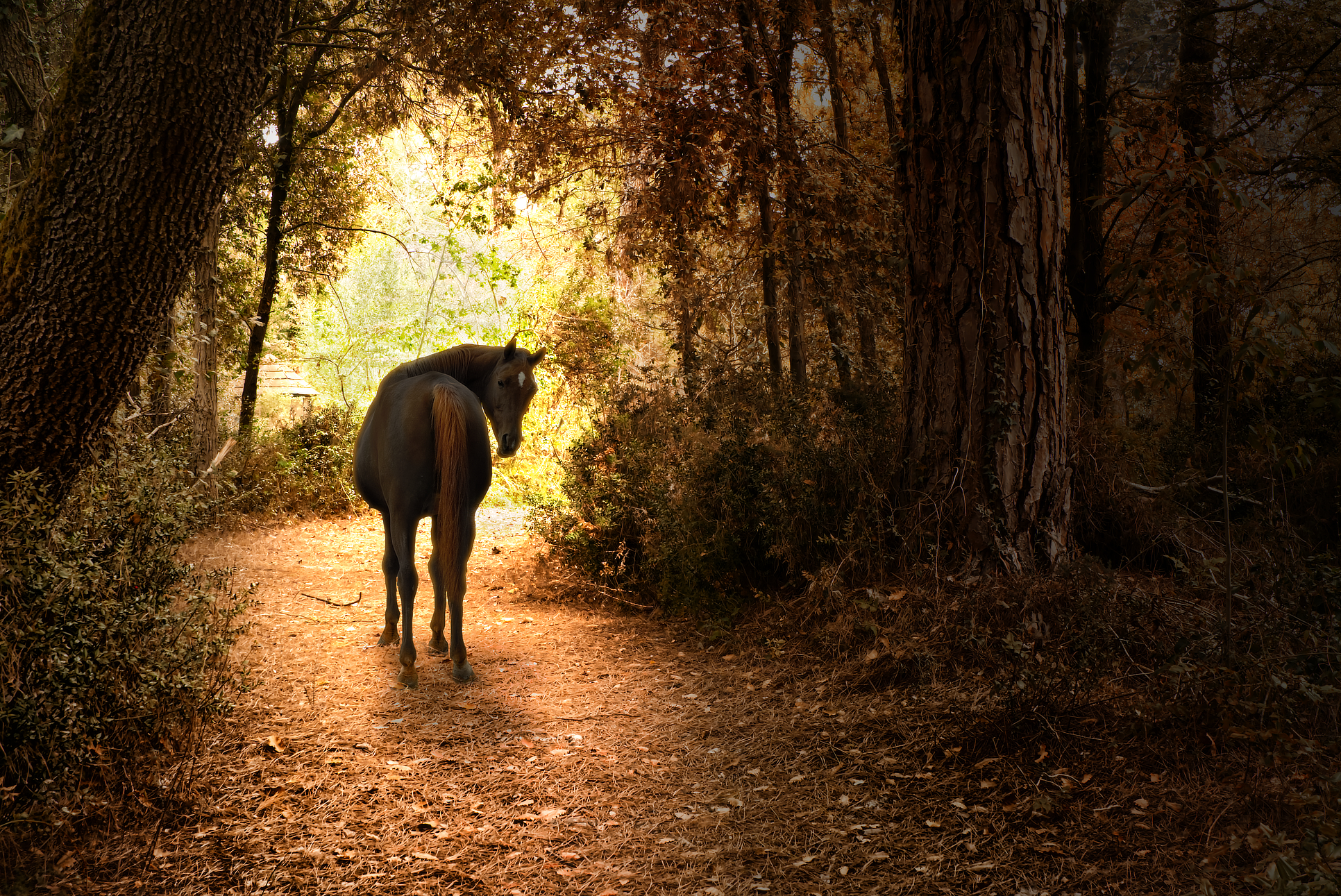 autumn tale di Daniela Ghezzi