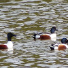 Northern Shoveler Ducks