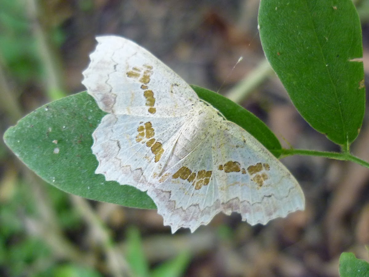 Trygodes Moth