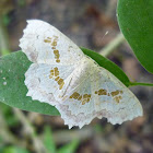 Trygodes Moth