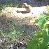 Thirteen-lined ground squirrel