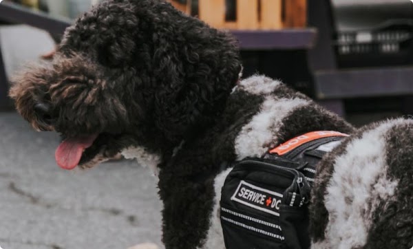 Foto de un perro de servicio peludo, con manchas negras y marrones y un chaleco de perro de servicio negro.