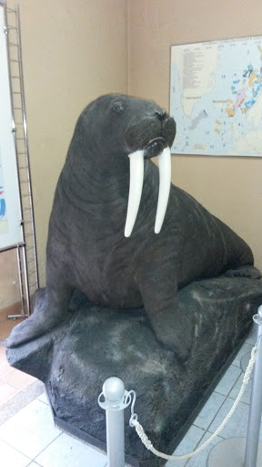 Walrus