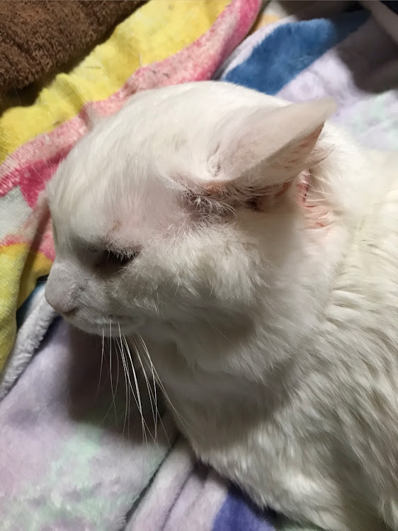 ミニキャブバンのDIY・ブレーキキャリパーが見たい・ランサーエボリューションＸ・お題延期・今回の飼い猫に関するカスタム事例の投稿画像15枚目