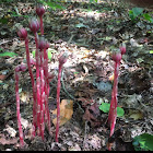 Pink Indian Pipes