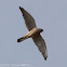 Kestrel; Cernícalo Real