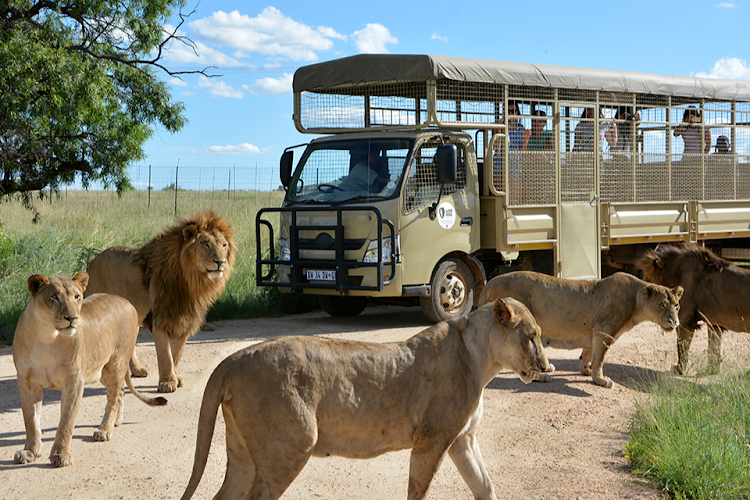 A pride of lions seen during a game drive in the Lion & Safari Park, near Broederstroom, Gauteng. File photo.